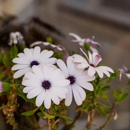 And Nike * Dubrovnik