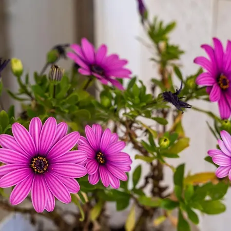 룸즈 앤 아파트먼트 나이키 아파트 두브로브니크