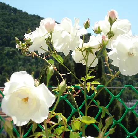 Apartman And Nike *