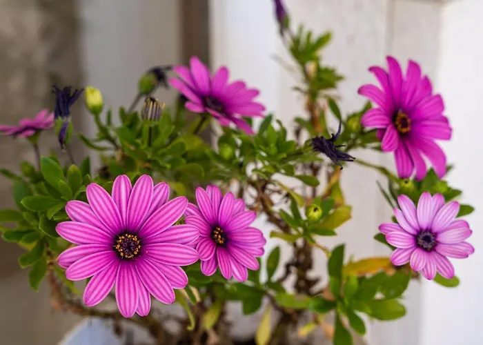 耐克客房及公寓 公寓 杜布罗夫尼克