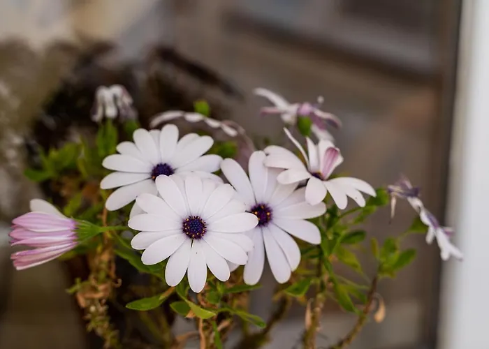 耐克客房及公寓 * 杜布罗夫尼克