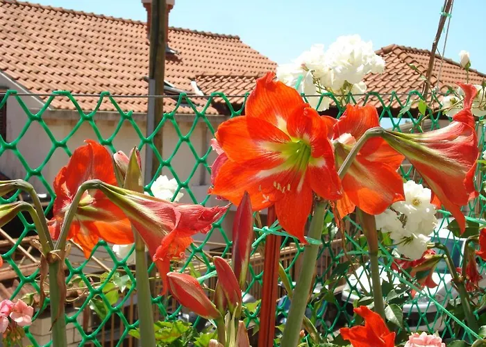 公寓 耐克客房及公寓