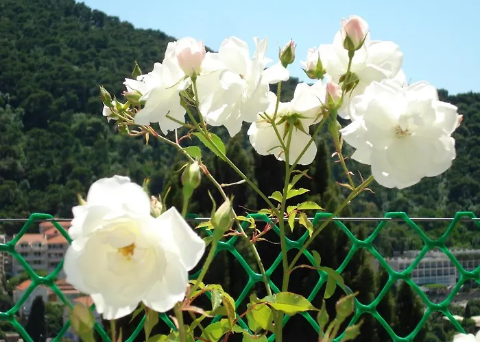 公寓 耐克客房及公寓 *