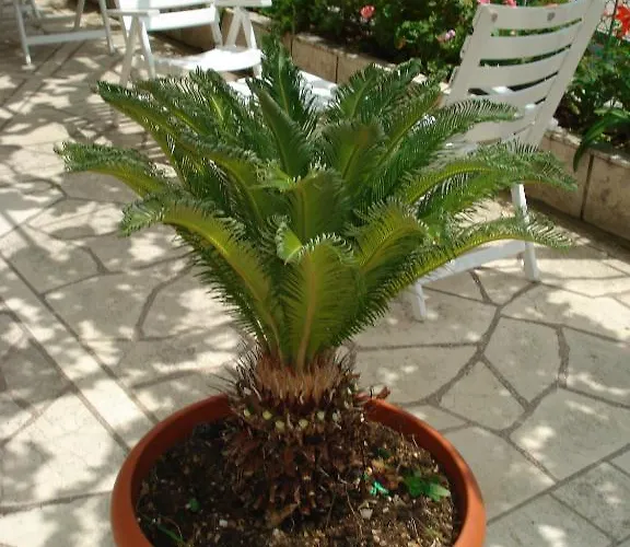 耐克客房及公寓 杜布罗夫尼克