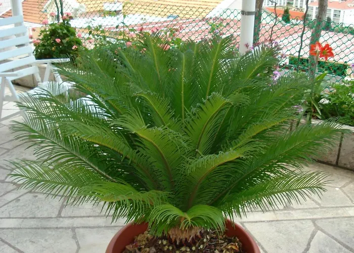 耐克客房及公寓 公寓